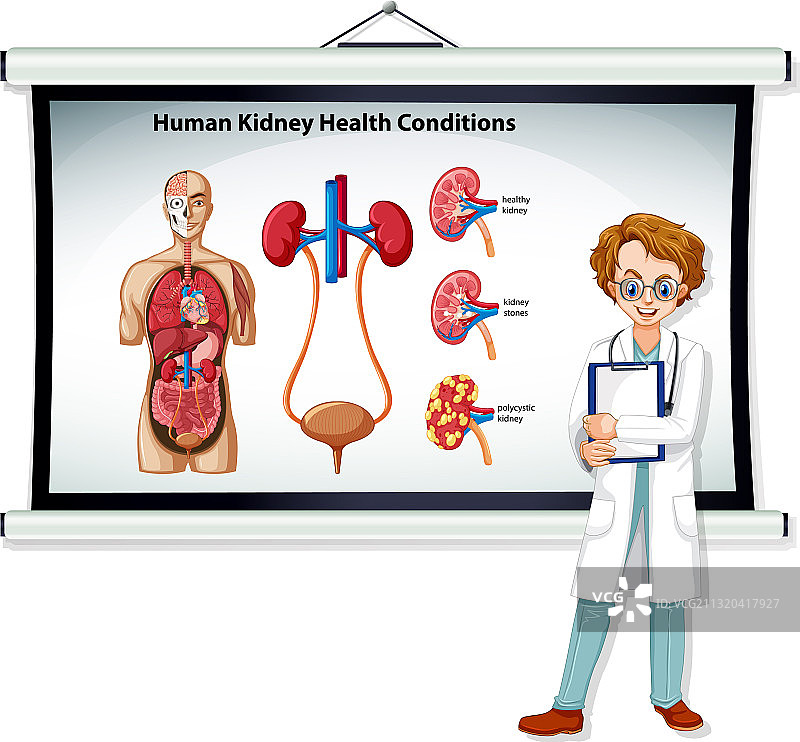 人类肾脏健康状况信息图表图片素材