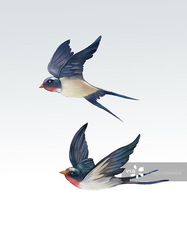 2只燕子水墨画写实插画图片素材