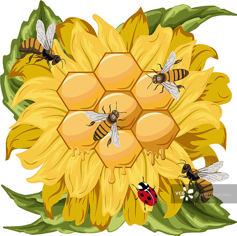 向日葵和蜜蜂进来了图片素材