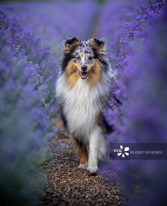 牧羊犬的肖像与紫色的花在田野上图片素材