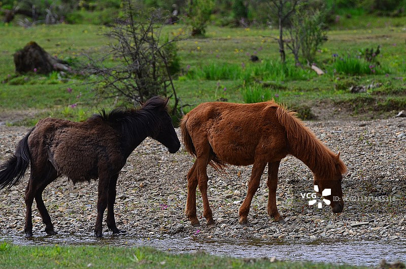 两匹马在河边吃草图片素材