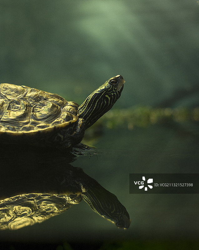 红色耳滑龟在湖中游泳的特写，蒙特利尔，加拿大图片素材