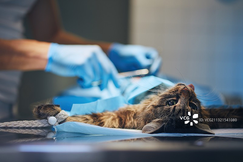 兽医正在检查猫的腹部图片素材
