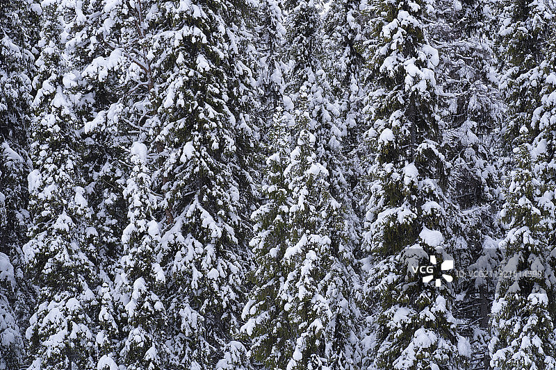 瑞典拉普兰的苏格兰松树和挪威云杉图片素材