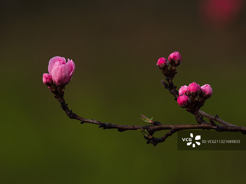 春天的桃花花蕾图片素材