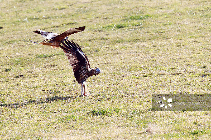 高角度视角的猎物秃鹫飞过田野图片素材