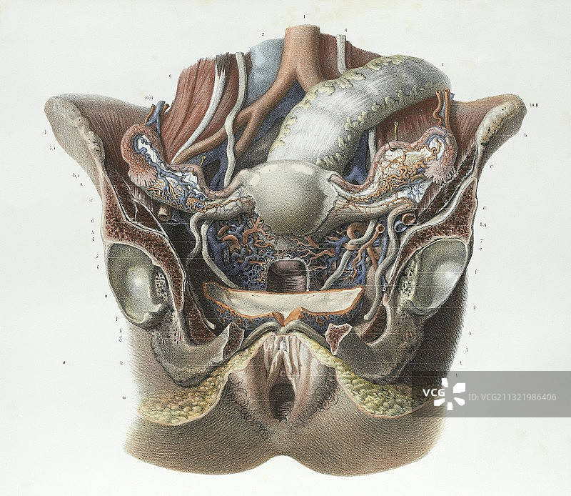 女性生殖系统，1839年的艺术品图片素材