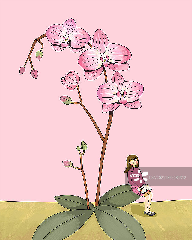 中国传统花卉之春日蝴蝶兰图片素材