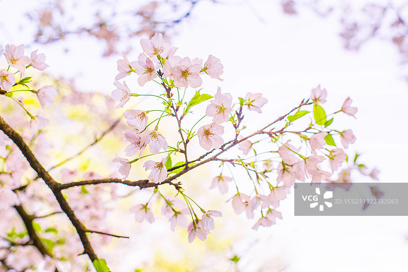 杭州西湖太子湾的樱花图片素材