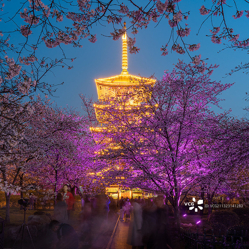 武汉东湖樱园夜樱盛放图片素材