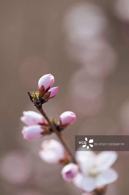 粉红色,花蕾,生长,春天图片素材