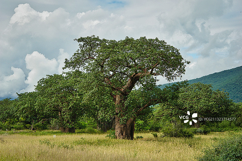 坦桑尼亚Ruaha国家公园，天空下的树木图片素材