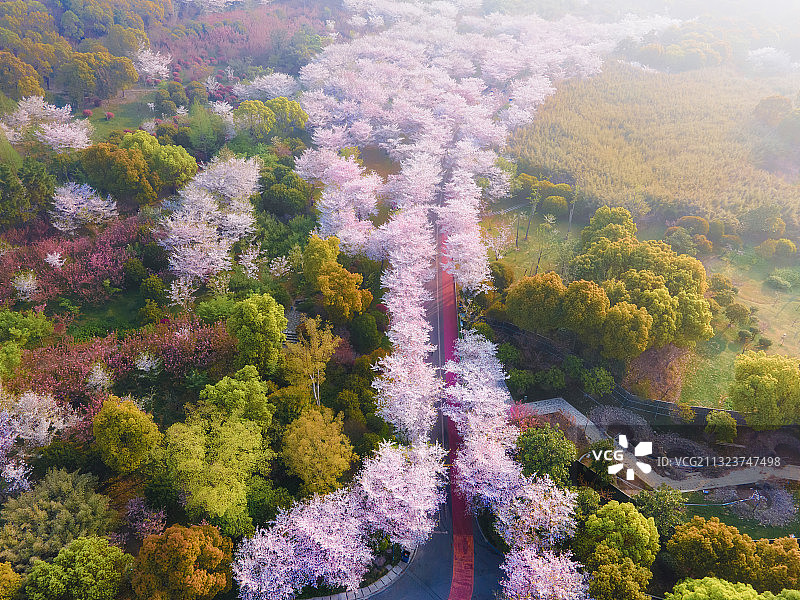 金匮公园樱花 无锡图片素材