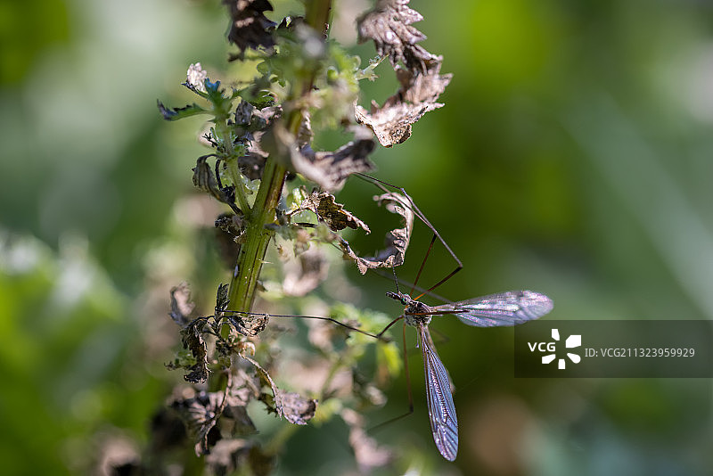 西班牙植物上的昆虫特写图片素材