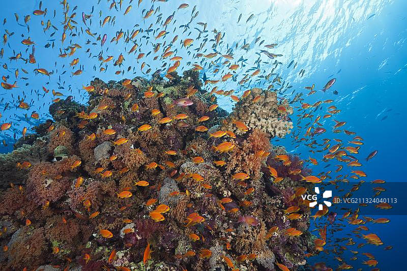 非洲埃及红海圣约翰斯礁上的后宫旗鱼图片素材