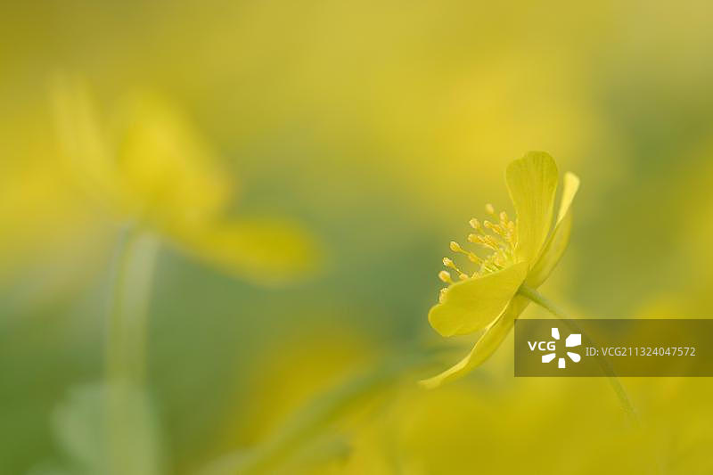 黄银莲花(银莲花)，萨克森-安哈尔特，德国，欧洲图片素材