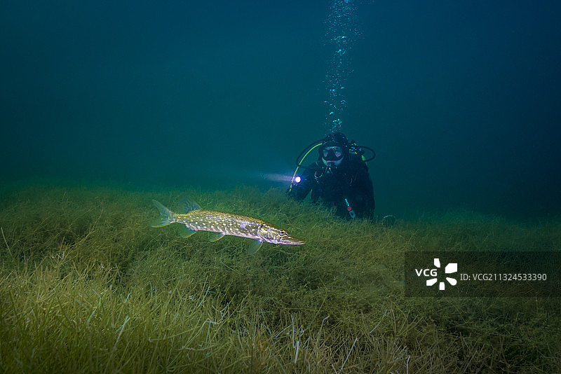 水肺潜水员与北方梭子鱼(Esox lucius)水下图片素材
