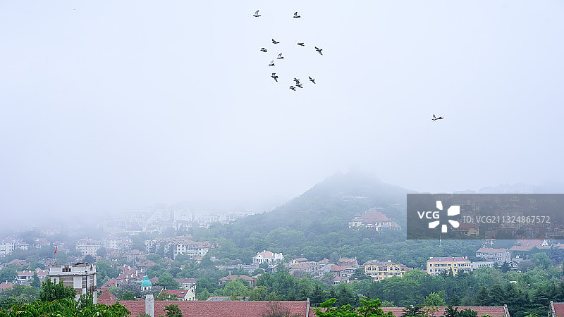 青岛小鱼山迷雾中的飞鸟图片素材