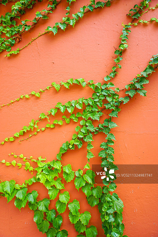 红墙背景和绿色爬山虎植物图片素材