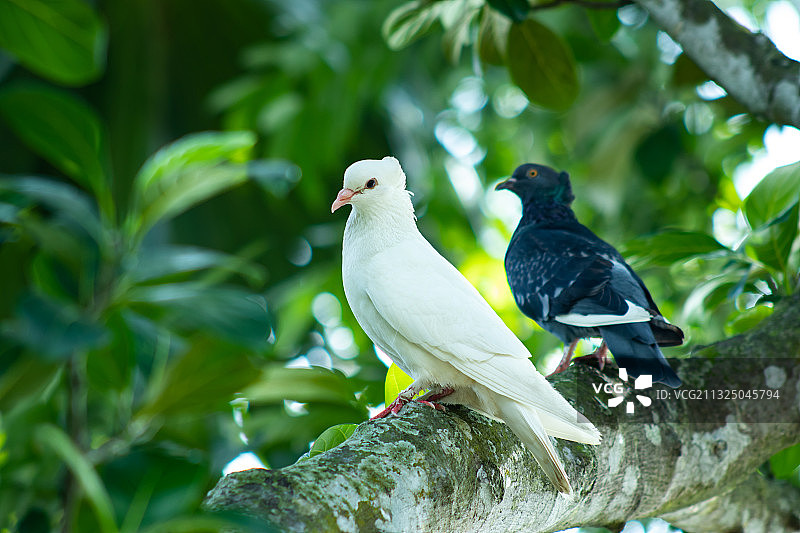 低角度的鸟类栖息在树上，孟加拉国图片素材