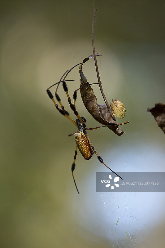 蜘蛛网上的蜘蛛特写图片素材