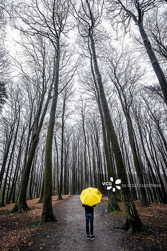 人带着黄色的伞在茂密的森林里秋天图片素材