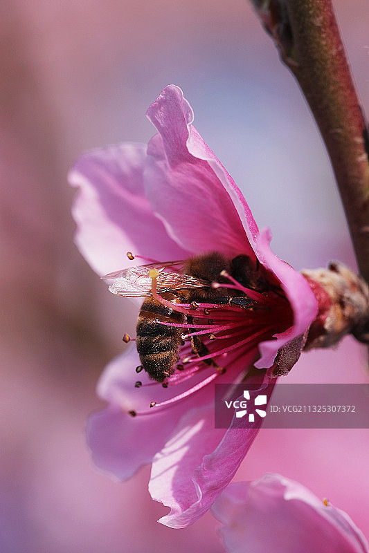 仅一朵花,桃花,蜜蜂,授粉图片素材