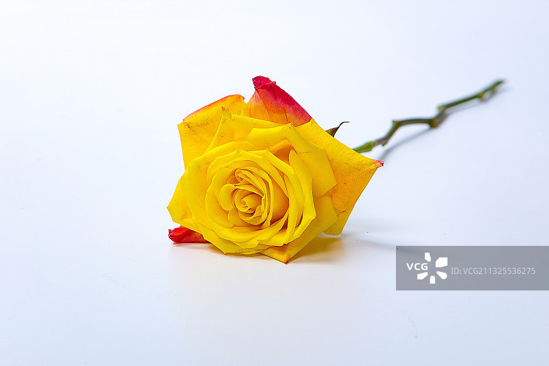 黄色玫瑰花特写图片素材