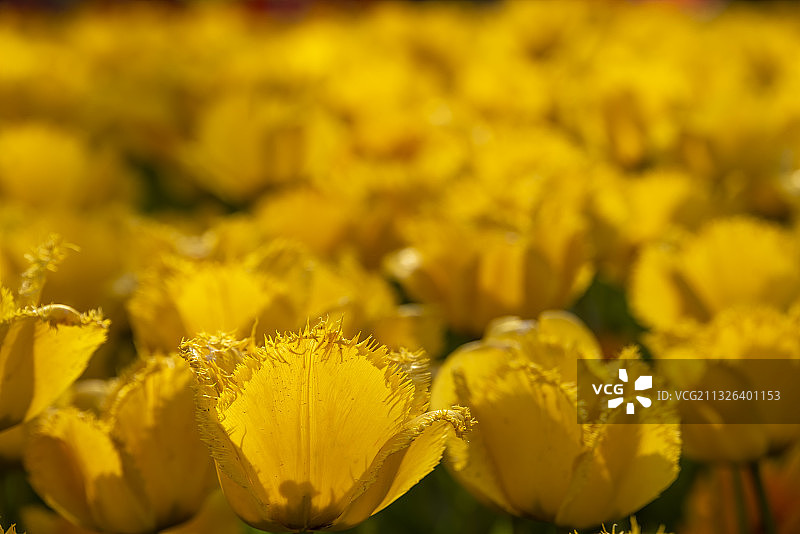暖阳下盛开的黄色郁金香图片素材