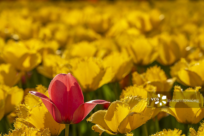 前景聚焦红色的郁金香开在黄色郁金香花丛里图片素材