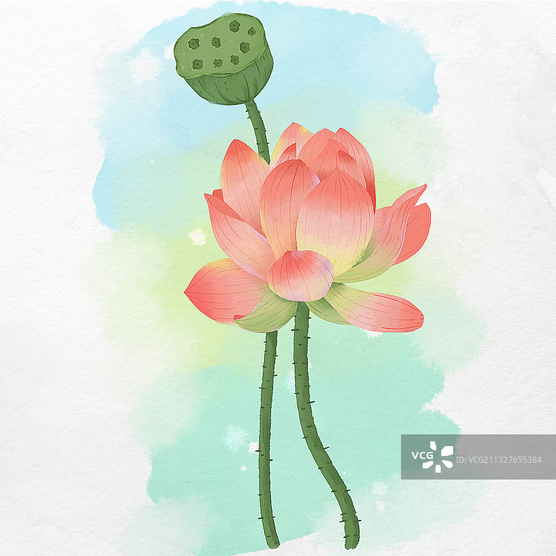 夏季植物花卉荷花莲蓬素材元素插画图片素材