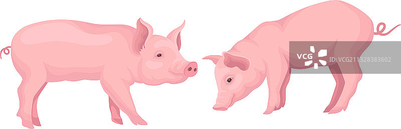 粉红猪，偶趾有蹄类家畜图片素材