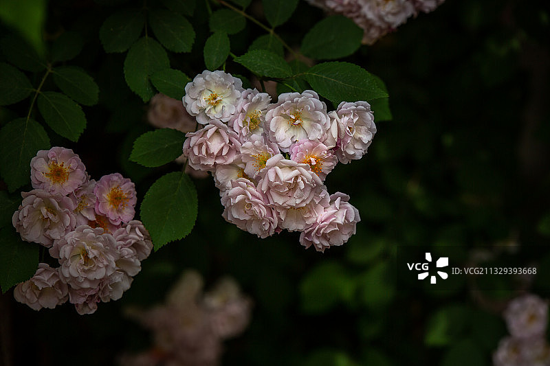 初夏时节的蔷薇花图片素材