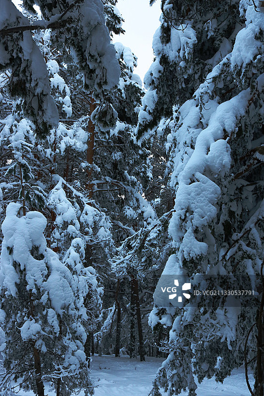 西班牙马德里，白雪覆盖的土地上的树木图片素材