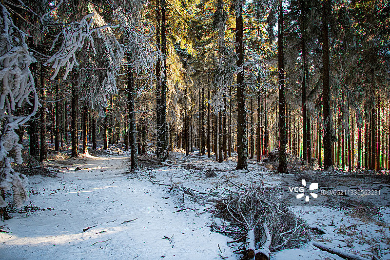 冬天森林里的树木图片素材