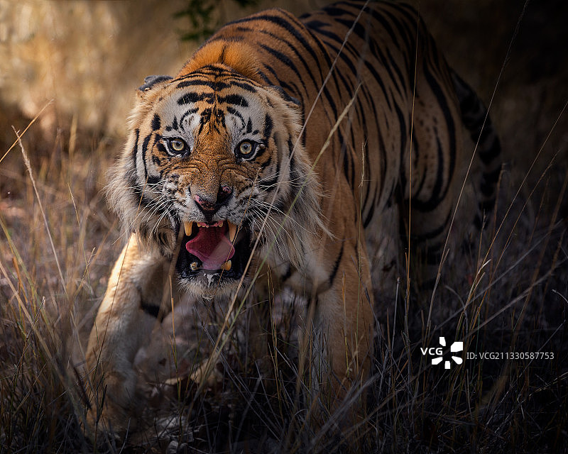 苏门答腊虎坐在草地上的画像图片素材
