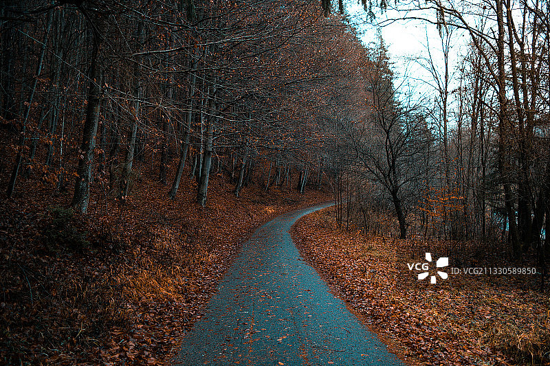 秋天，空旷的道路在树林中图片素材