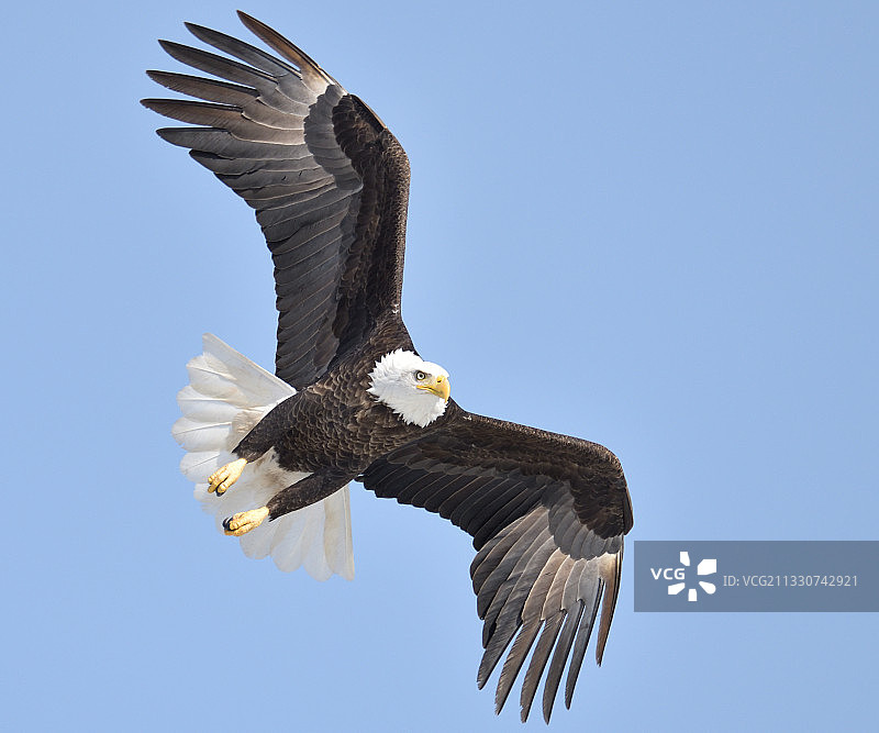 低角度的秃头鹰在晴朗的蓝天下飞行图片素材