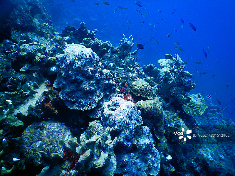 库拉索岛，海上的珊瑚图片素材