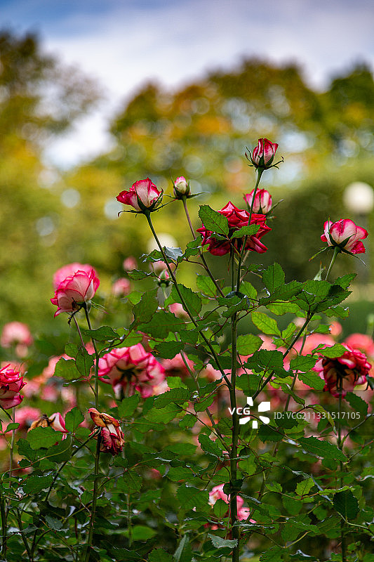 爱沙尼亚的粉红色开花植物特写图片素材