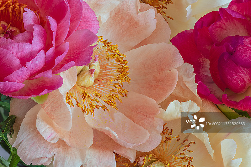 粉红色玫瑰花的特写图片素材