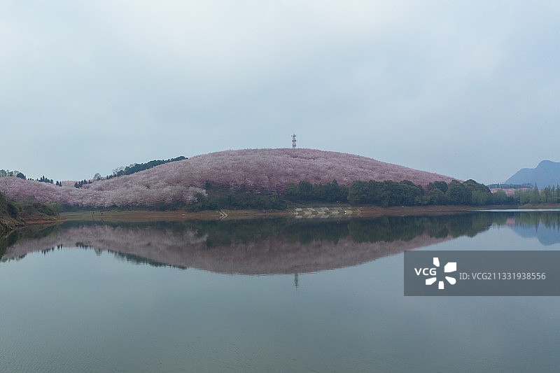贵州安顺平坝樱花园的樱花开放了图片素材