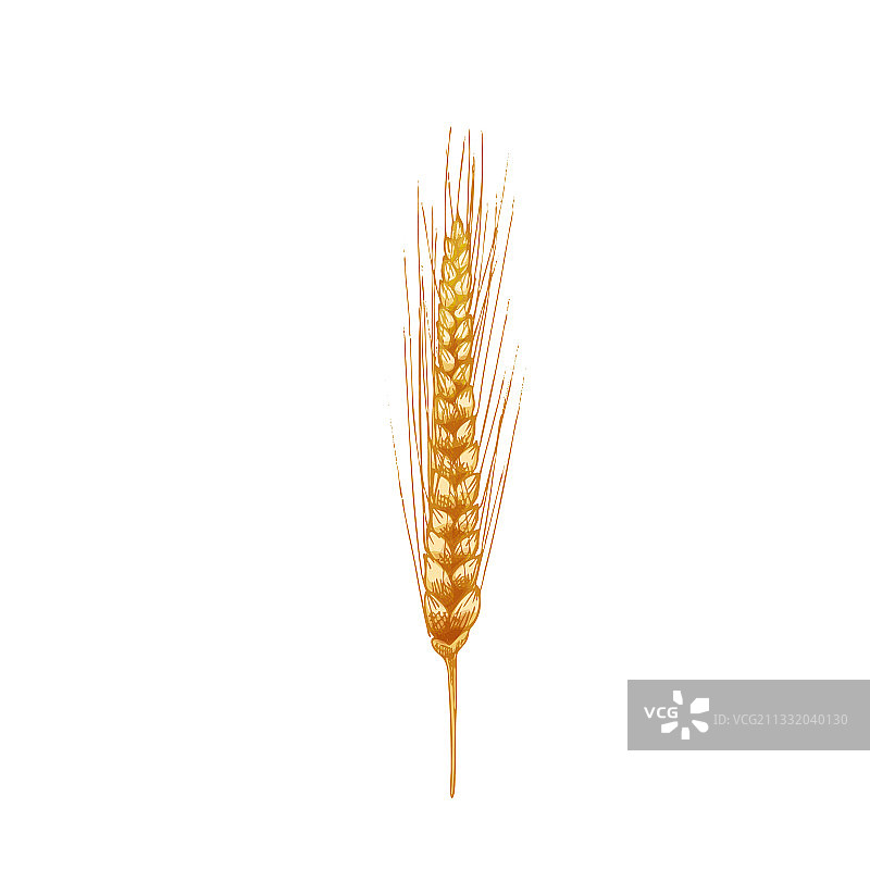 穗与谷物小麦颜色陈年图片素材