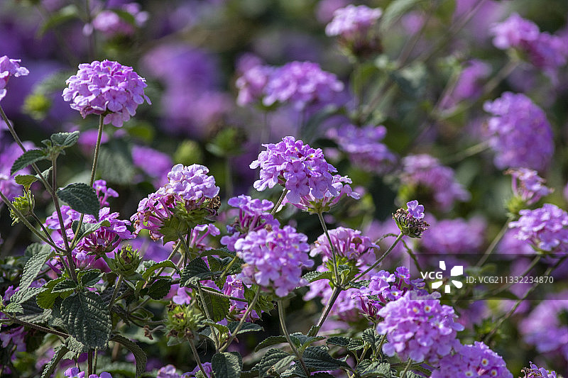 特写的紫色开花植物，越南图片素材
