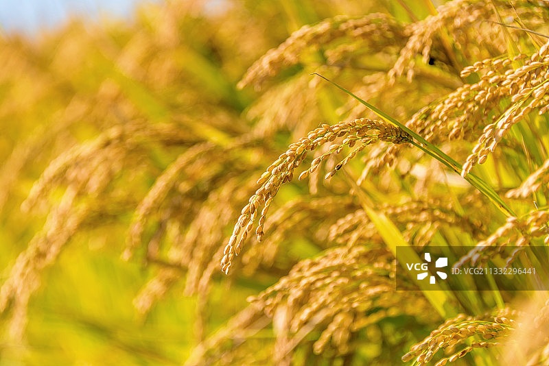 田地里成熟的水稻稻穗图片素材