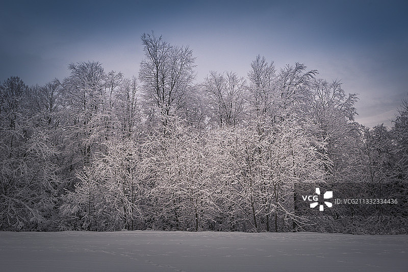 雪地上的树木映衬着天空，Predeal，罗马尼亚图片素材