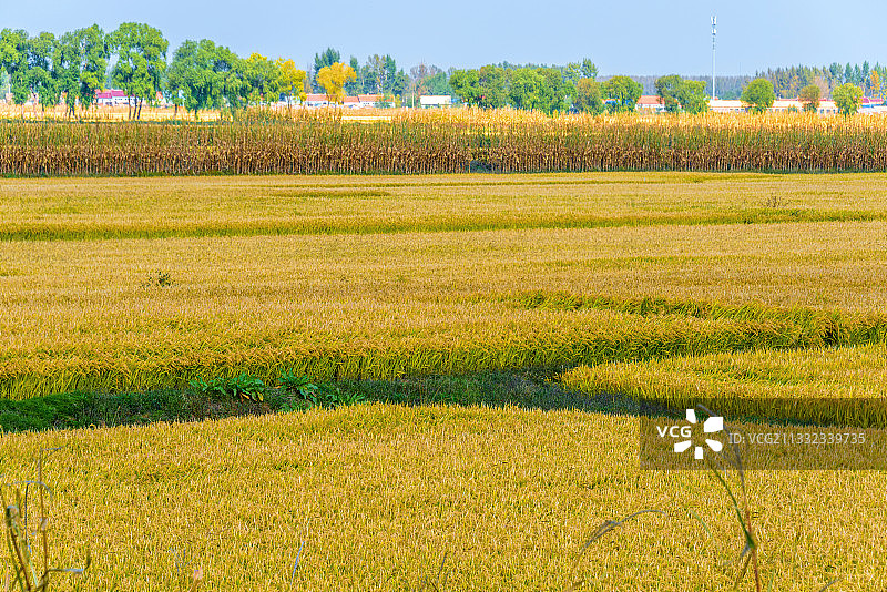 秋天成熟的稻田地图片素材