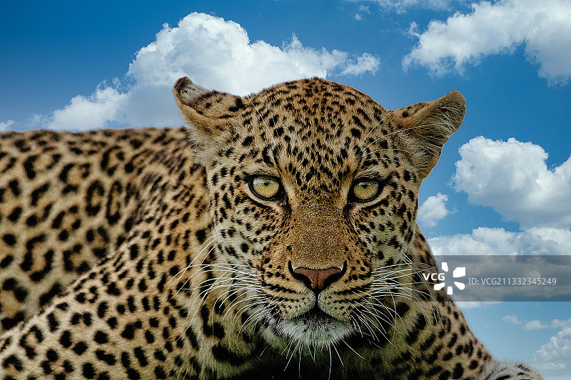 特写豹对天空，Manyeleti动物保护区，普马兰加，南非图片素材