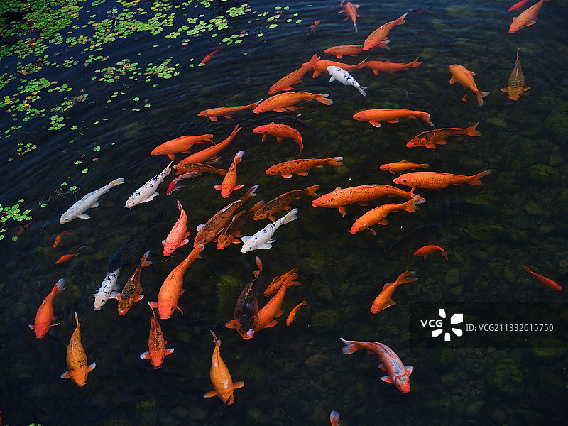 北京奥林匹克森林公园鱼群图片素材