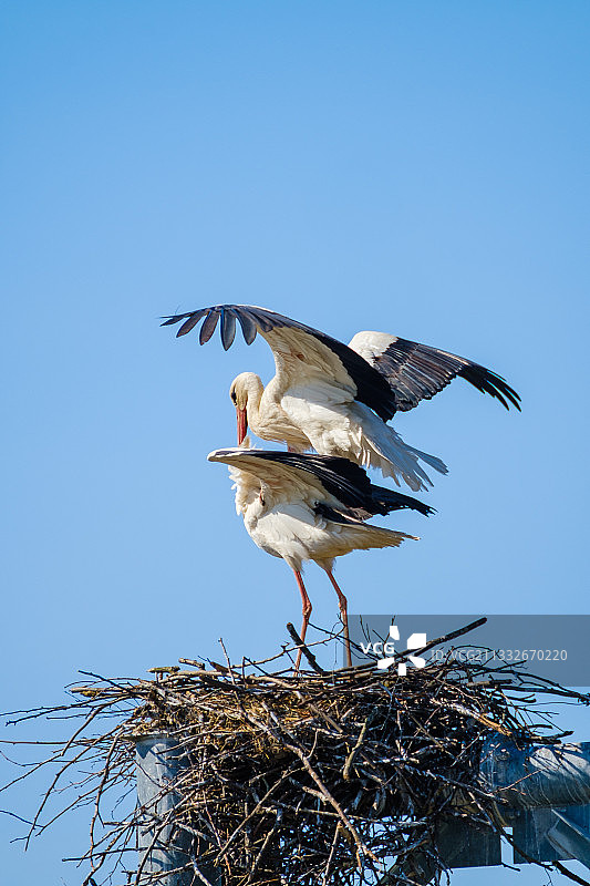 低角度的鸟栖息在鸟巢对清澈的蓝色天空图片素材